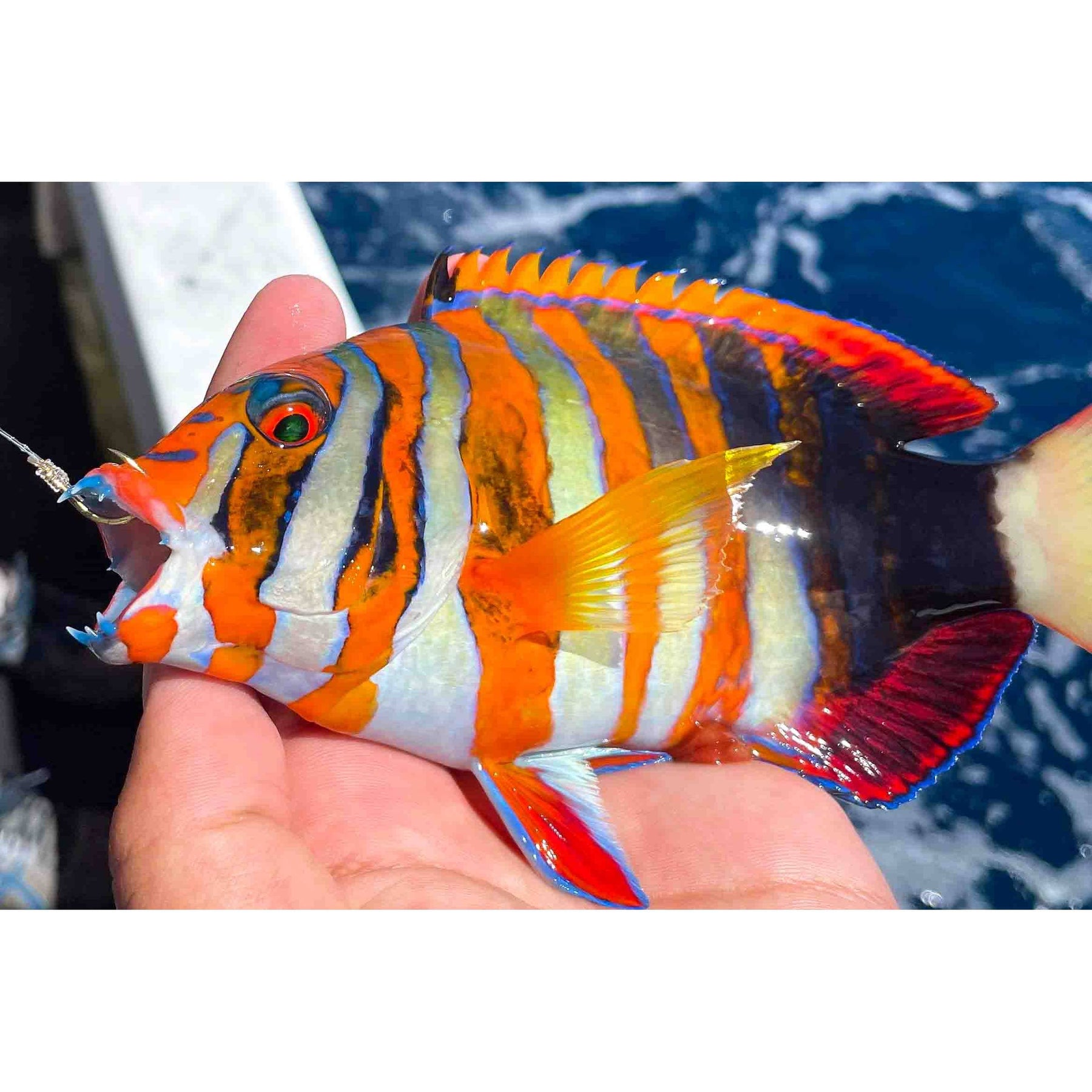 In-Shore Charter | LegaSea Fishing Charters Okinawa